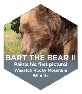 Bart The Bear II Paints his first picture! Wasatch Rocky Mountain Wildlife